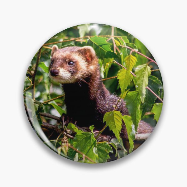 Item preview, Pine marten - pin designed and sold by JRFotography.