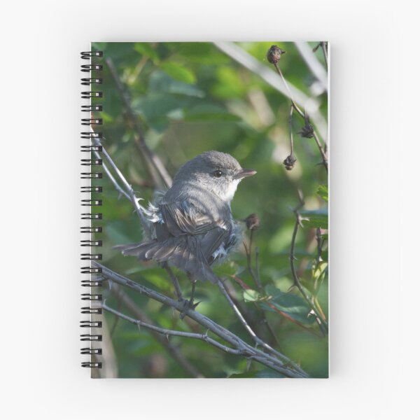 Item preview, Least Bell's Vireo designed and sold by EnglandEcology.
