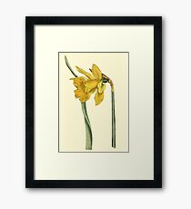 Daffodil Flower Botanical Framed Print