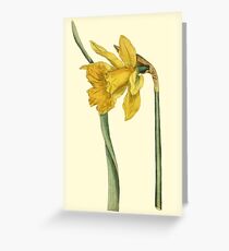 Daffodil Flower Botanical Greeting Card