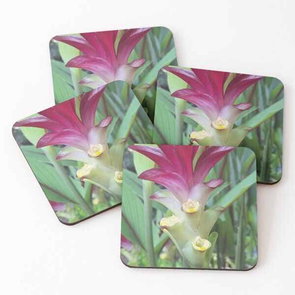 Item preview, Curcuma aeruginosa Roxb designed and sold by Quantum-Life.