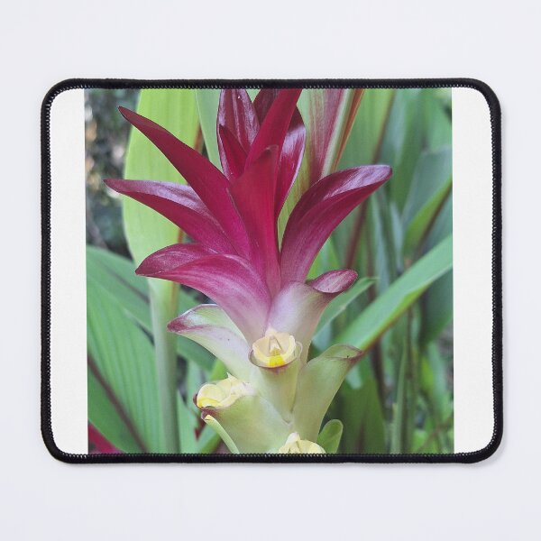 Item preview, Curcuma aeruginosa Roxb designed and sold by Quantum-Life.