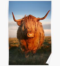 Highland Cow Poster
