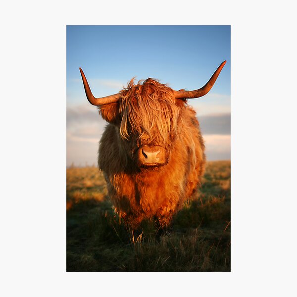 Item preview, Highland Cow designed and sold by MaCross.