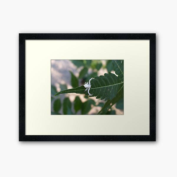 Albino Spider Framed Art Print