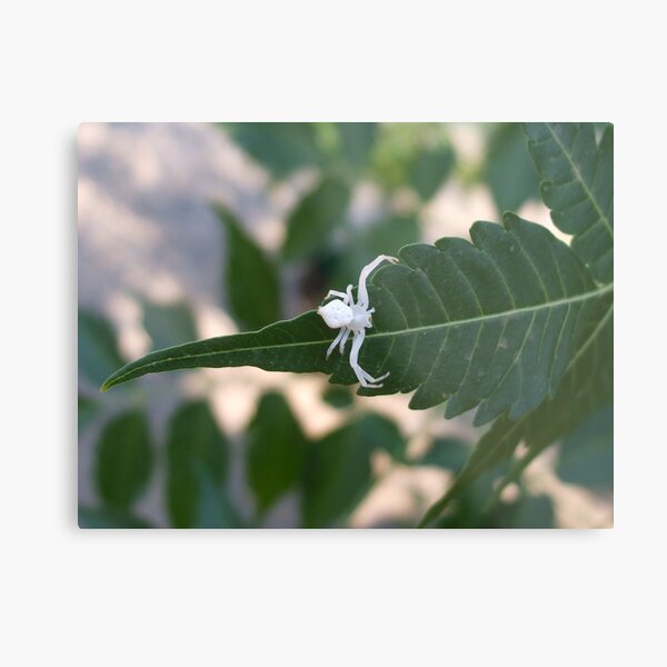 Albino Spider Metal Print