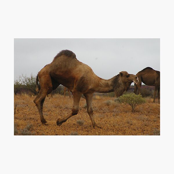 Item preview, Bull Camel designed and sold by Clare101.