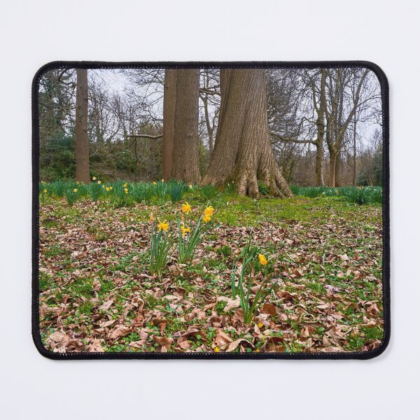 Item preview, Beautiful Welsh Daffodills designed and sold by VnGphoto.