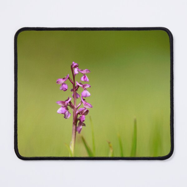 Item preview, Early Orchid designed and sold by miradorpictures.