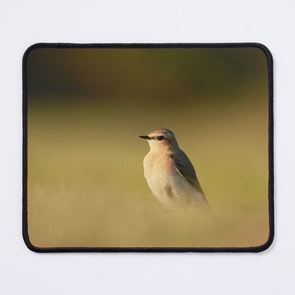 Item preview, Wandering wheatear designed and sold by miradorpictures.