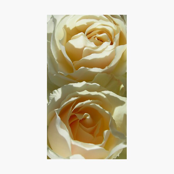 Cream Dreams Photographic Print