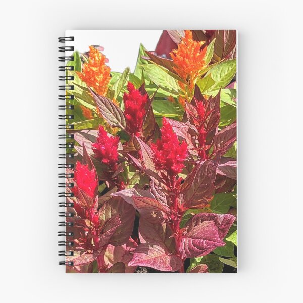 Item preview, CELOSIA designed and sold by JoAnnHayden.