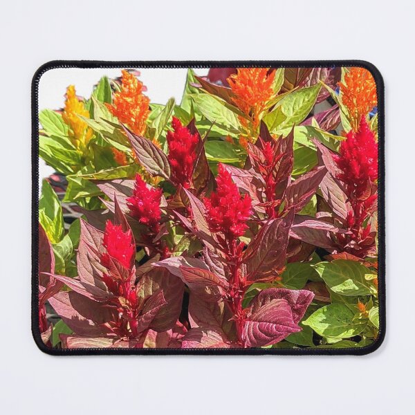 Item preview, CELOSIA designed and sold by JoAnnHayden.