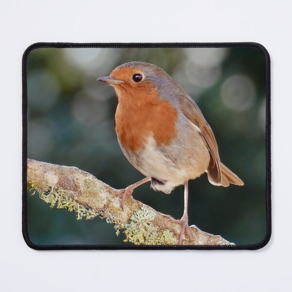 Item preview, Robin Redbreast  designed and sold by Tom McPherson Photography.