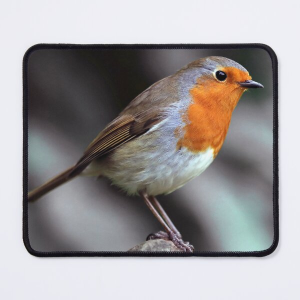Item preview, Robin Redbreast designed and sold by Tom McPherson Photography.