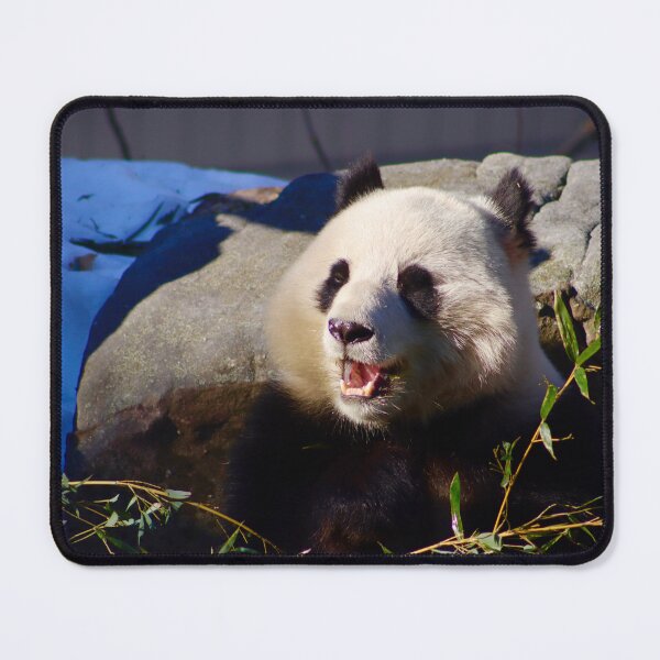 Item preview, Panda Enjoying A Snack designed and sold by jaxk787.