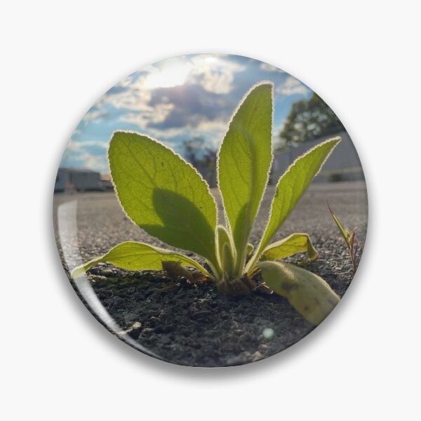 Item preview, Plant growing from concrete  designed and sold by Artistkhg.