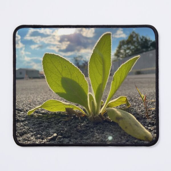 Item preview, Plant growing from concrete  designed and sold by Artistkhg.
