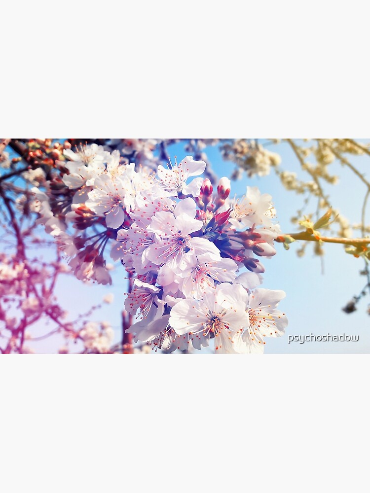 Cherry flowers by psychoshadow