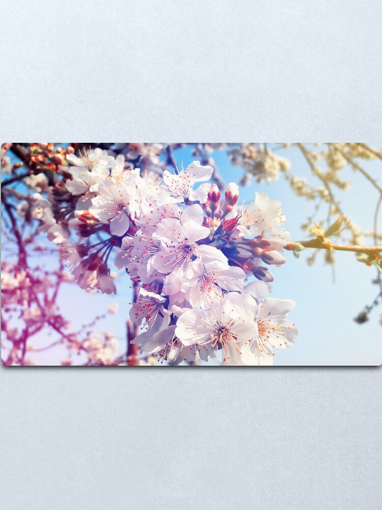 Alternate view of Cherry flowers Metal Print
