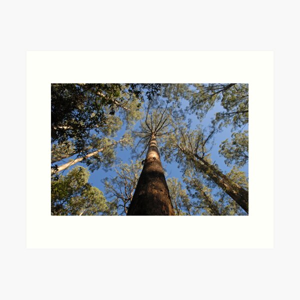 Item preview, Arboles grandes designed and sold by Stephen Colquitt.