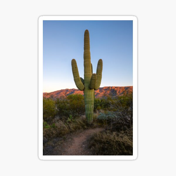 Item preview, Saguaro Desert Glow designed and sold by DawsonImages.