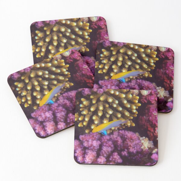 Item preview, Black Damselfish Juvenile Red Sea designed and sold by hurmerinta.
