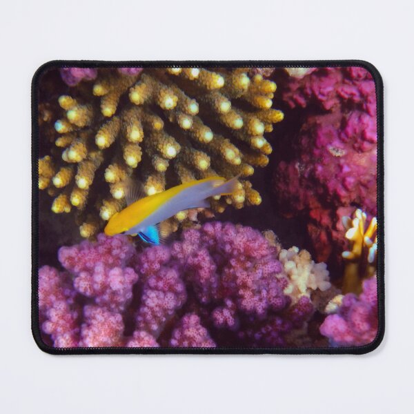 Item preview, Black Damselfish Juvenile Red Sea designed and sold by hurmerinta.