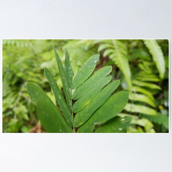 Item preview, Abrus precatorius leaves are perfect for Nature Lovers  designed and sold by Yusuf-Design.