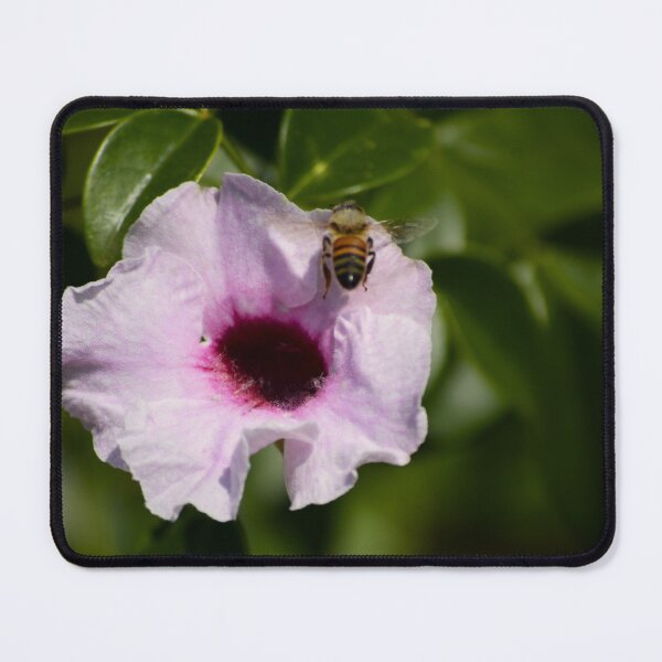 Item preview, Pandorea Jasminoides And Bee 1 designed and sold by MercerImages.