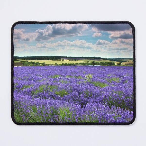 Item preview, Lavender field in the Cotswolds designed and sold by Susan Snow Photography and Design.