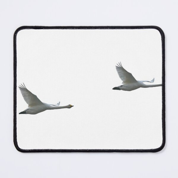 Item preview, Whoops 2. Whooper swan designed and sold by Jouko Lehto Photography.