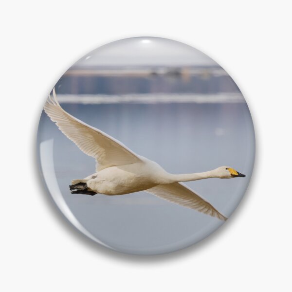 Item preview, Whoop. Whooper swan designed and sold by Jouko Lehto Photography.