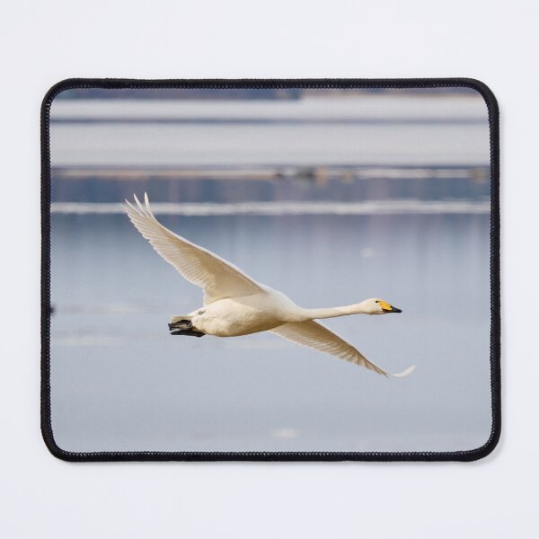 Item preview, Whoop. Whooper swan designed and sold by Jouko Lehto Photography.