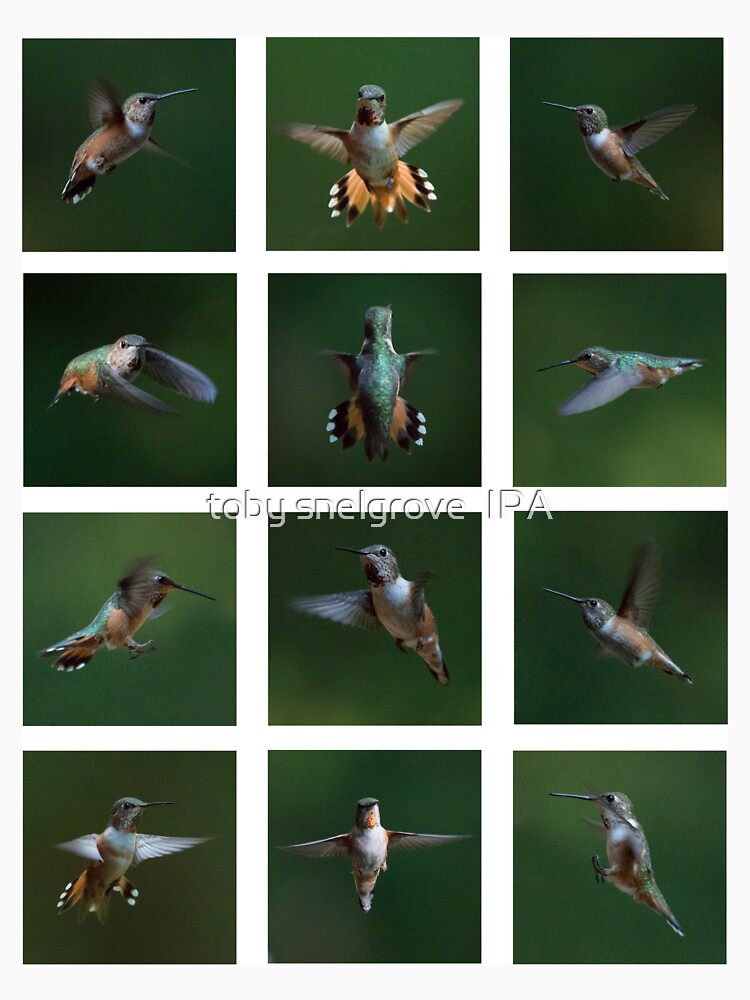 Humming Bird Montage by tobysnelgrove