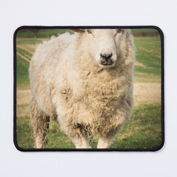 Item preview, A Sheep designed and sold by JEZ22.