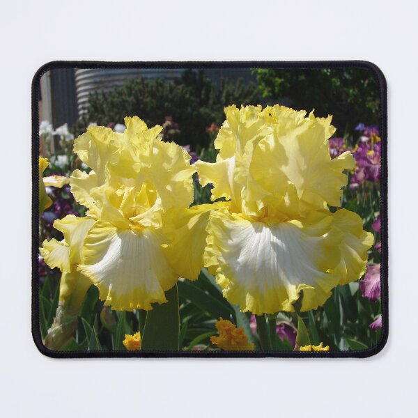 Item preview, Yellow Bearded Iris Cottage Garden Flowers designed and sold by Sarah Rajkotwala.