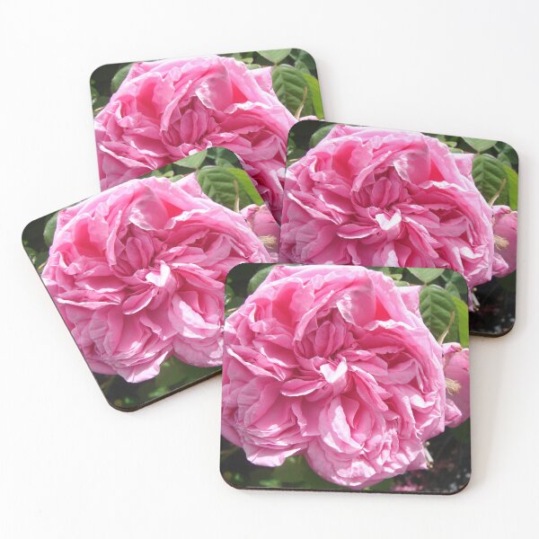 Item preview, Pink Vintage Rose Cabbage Paul Ricault designed and sold by Sarah  Rajkotwala.