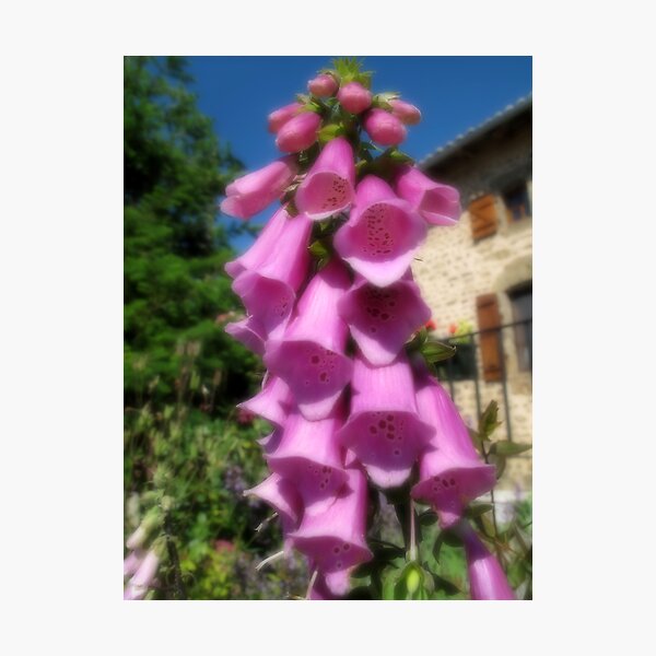 Item preview, Foxgloves designed and sold by papillonbleu.