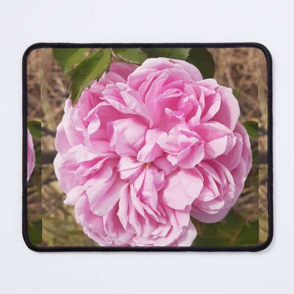 Item preview, Pink Vintage Rose Flower Cabbage - Sidonea designed and sold by Sarah  Rajkotwala.