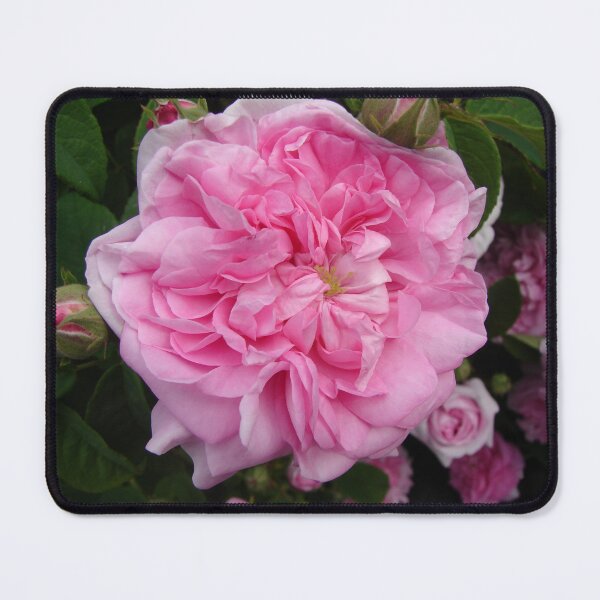 Item preview, Pink Vintage Rose Photo - Ispahan designed and sold by Sarah Rajkotwala.