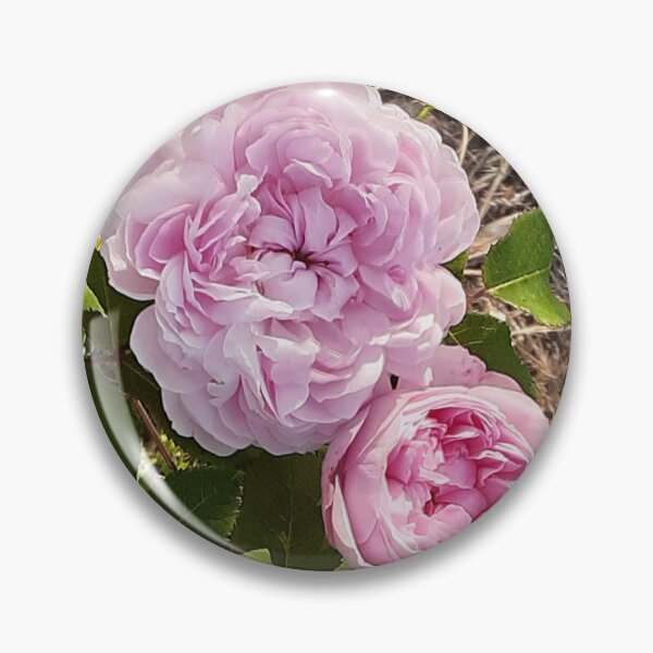 Item preview, Pink Vintage Rose Flower Cabbage - Jaques Cartier designed and sold by Sarah  Rajkotwala.