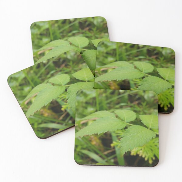 Item preview, Evergreen shrub with Fresh green leaves designed and sold by Yusuf-Design.