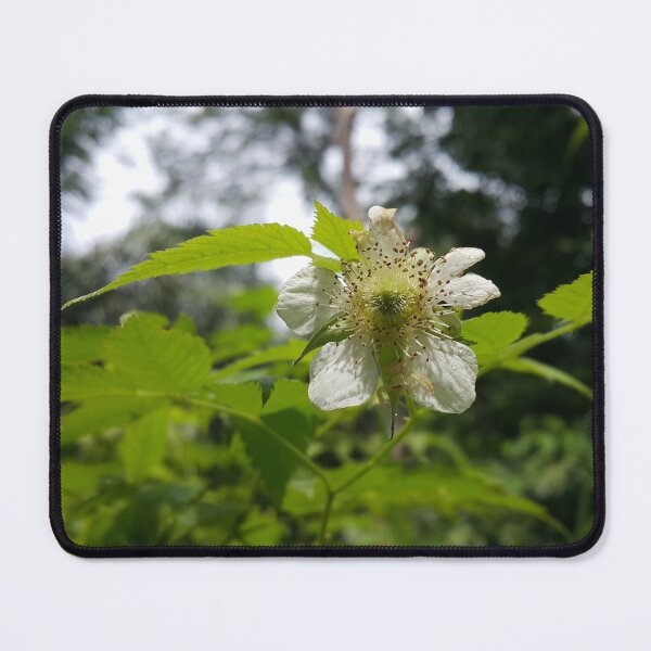 Item preview, White spider (Goldenrod spider) on white flower (Rubus rosifolius) || Flower Photography designed and sold by Yusuf-Design.