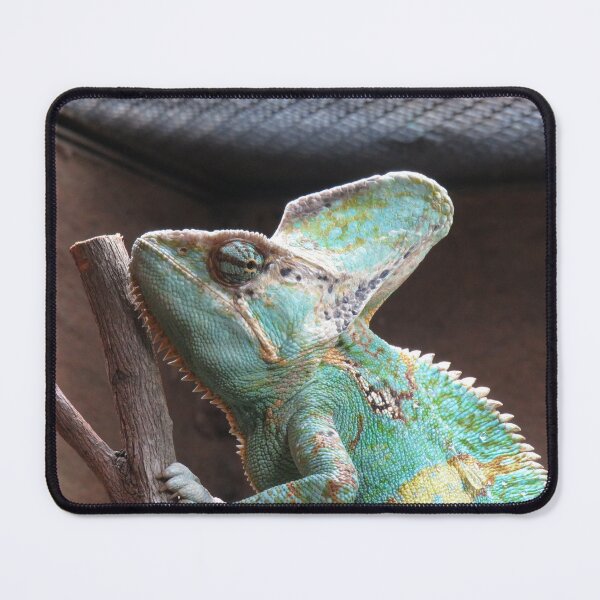 Item preview, Veiled chamaeleon up close designed and sold by greentiger1.