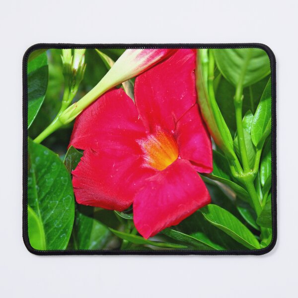 Item preview, vibrant red flower designed and sold by InezPhotography.