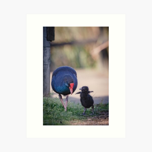 Item preview, Photography by Matt Laughton  designed and sold by Mslphotography.