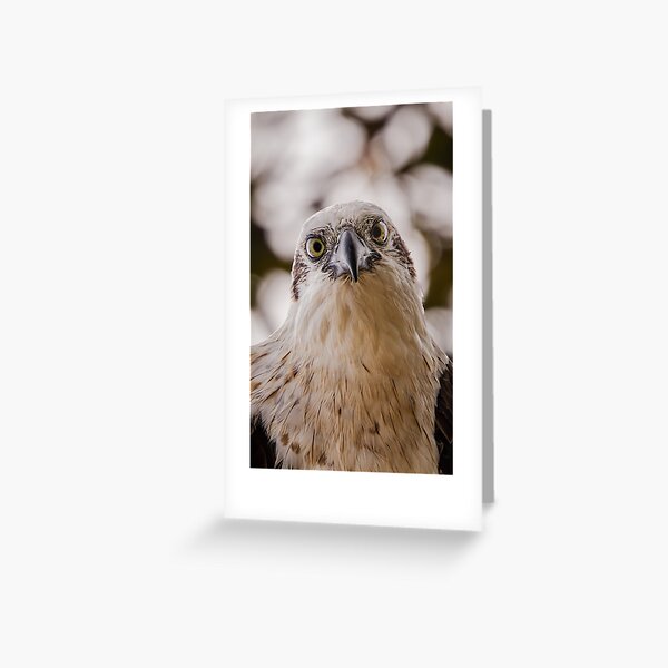 Item preview, Osprey  designed and sold by Mslphotography.