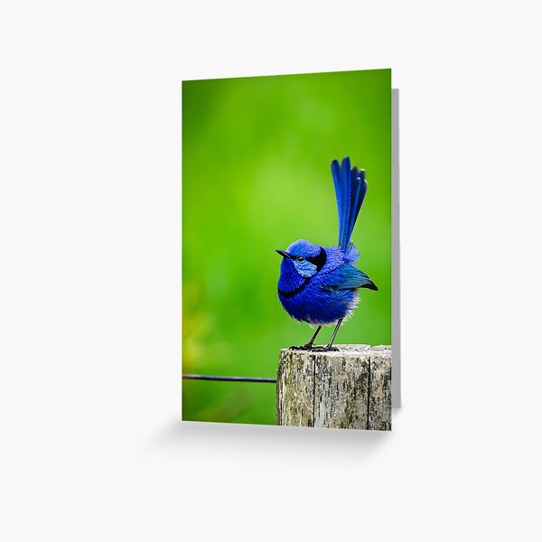 Item preview, Splendid fairywren  designed and sold by Mslphotography.