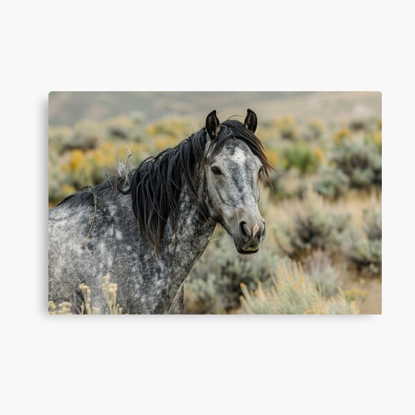 Aperçu de l'œuvre Poussière d'argent – Wild Grullo Majesty Horse Art équin créée et vendue par Valerie Duran - For The Love of a Horse.